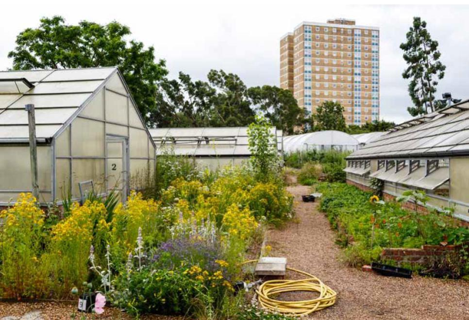 Dagenham farm. Photo credit: Capital Growth