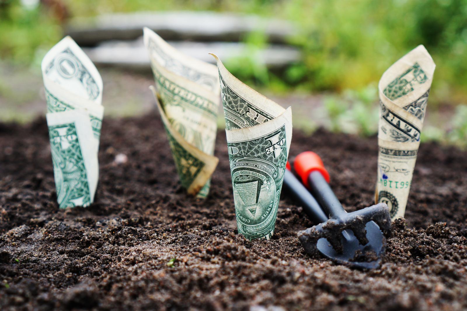 US dollars in soil. Photo credit: Pexels