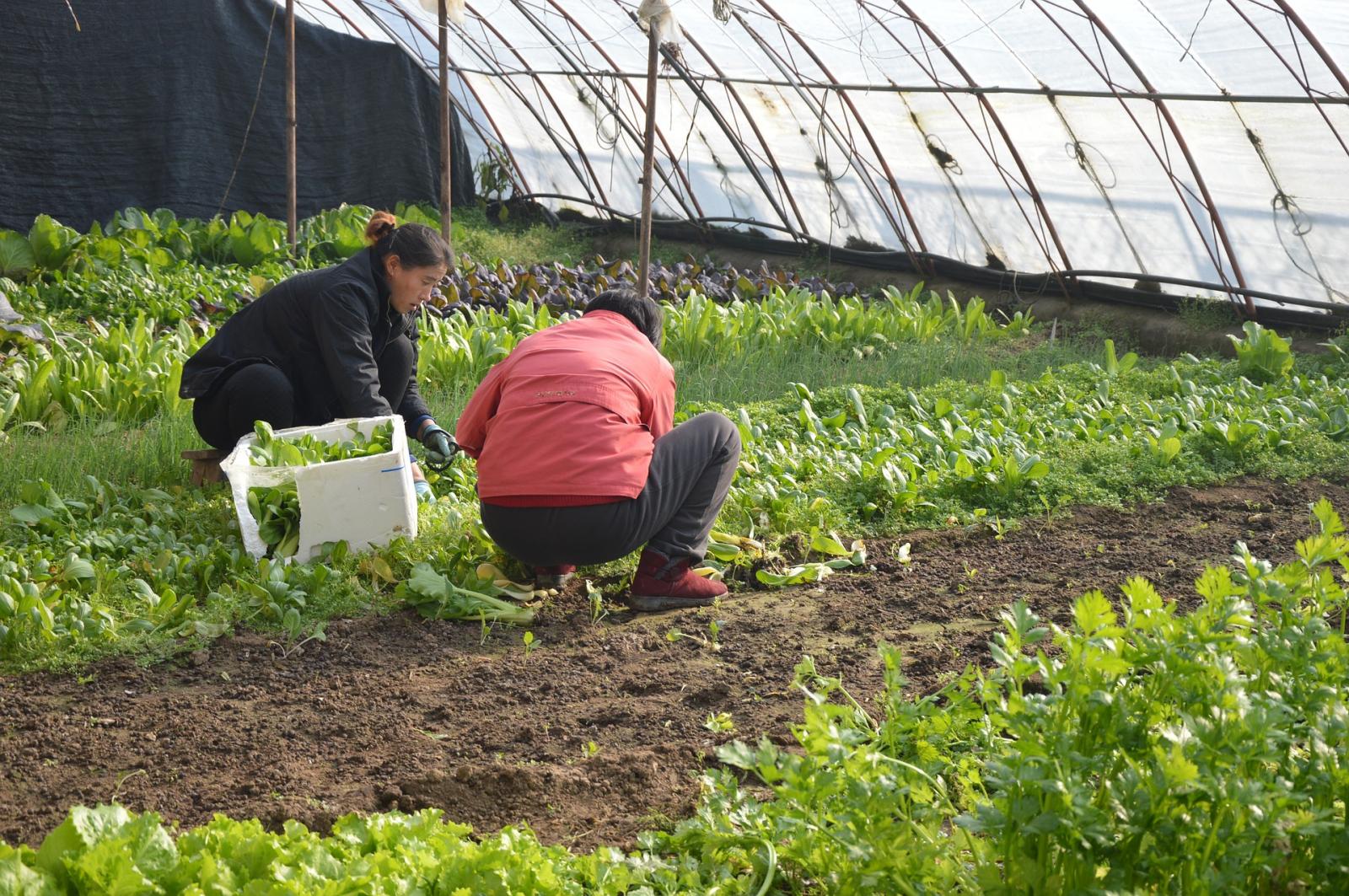 Farm workers in a polytunnel. Photo credit: Pixabay