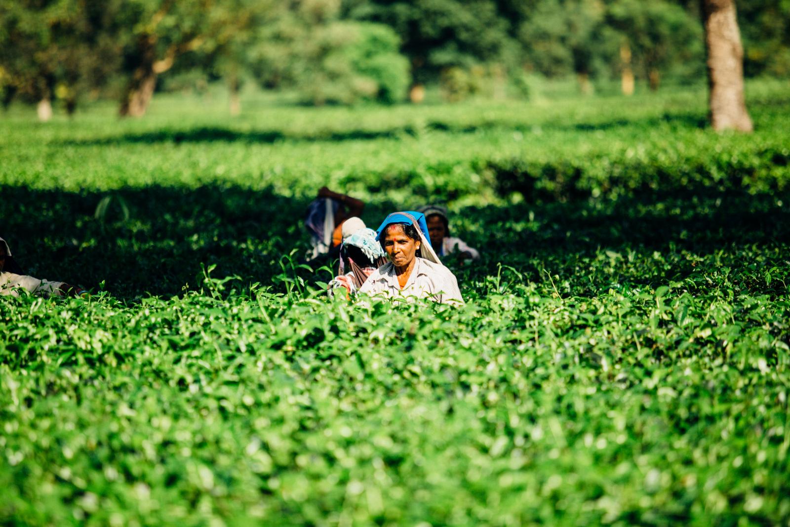 Farm workers in India. Photo credit: Pexels