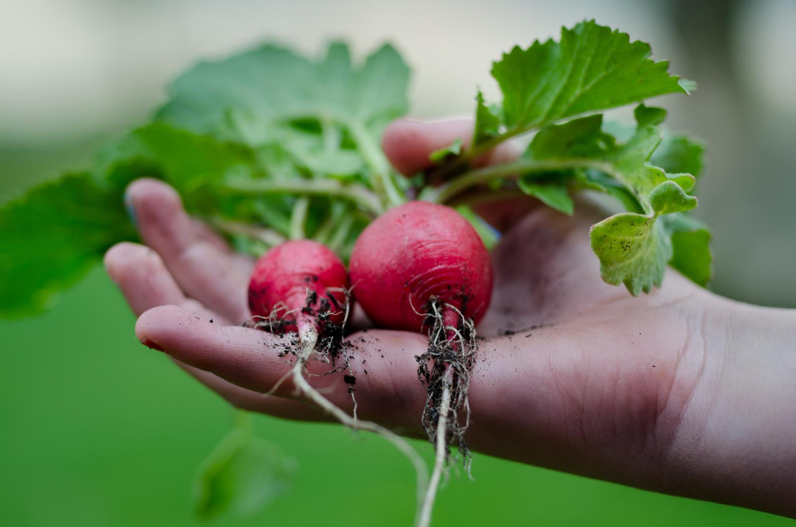 Beetroot harvest. Photo credit: Pexels