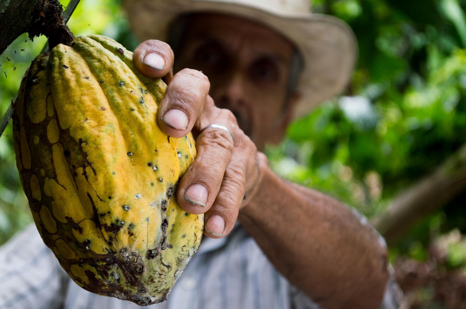 Man picking cocoa fruit. Photo credit: Pexels