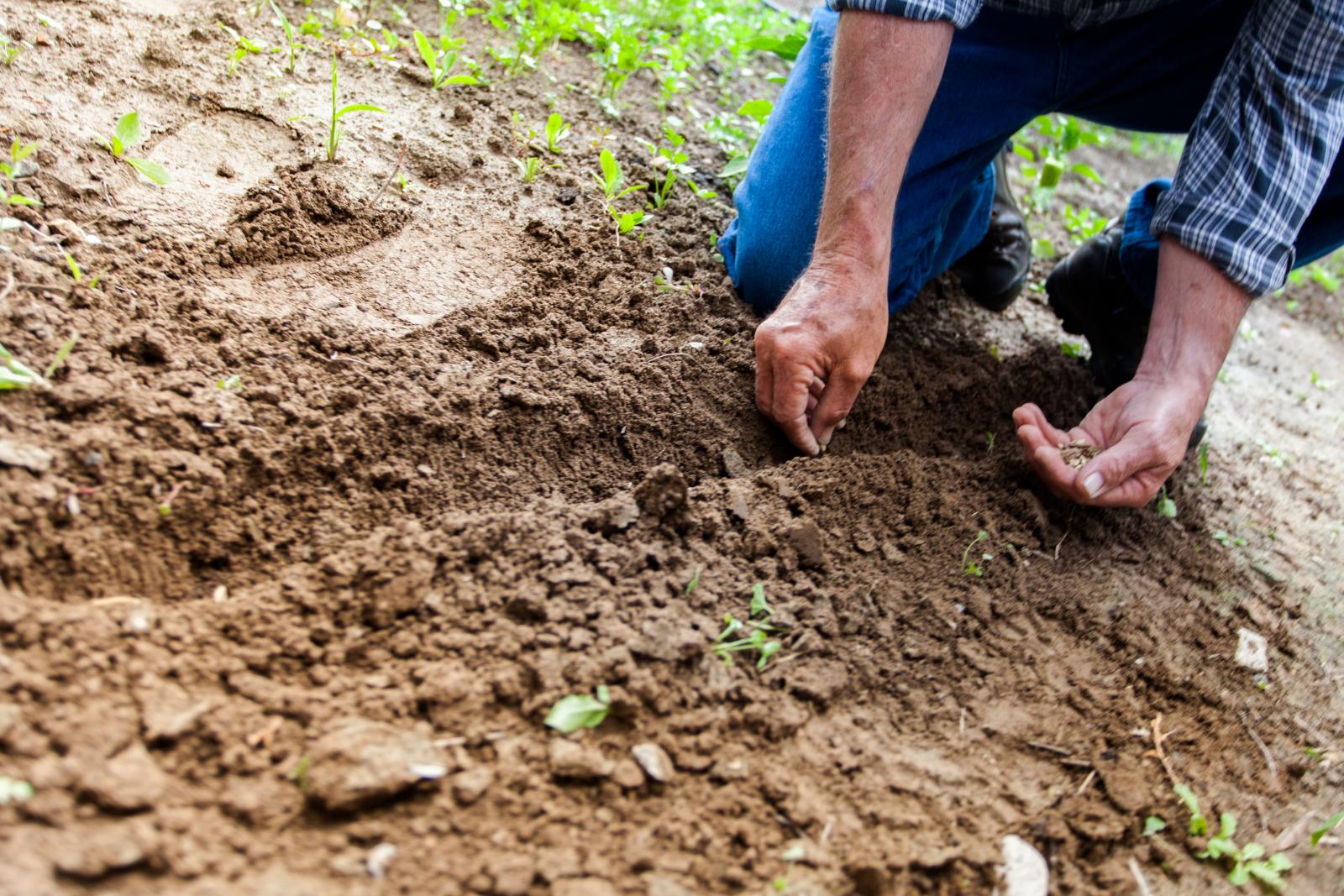 Man planting seeds. Photo credit: Pexels