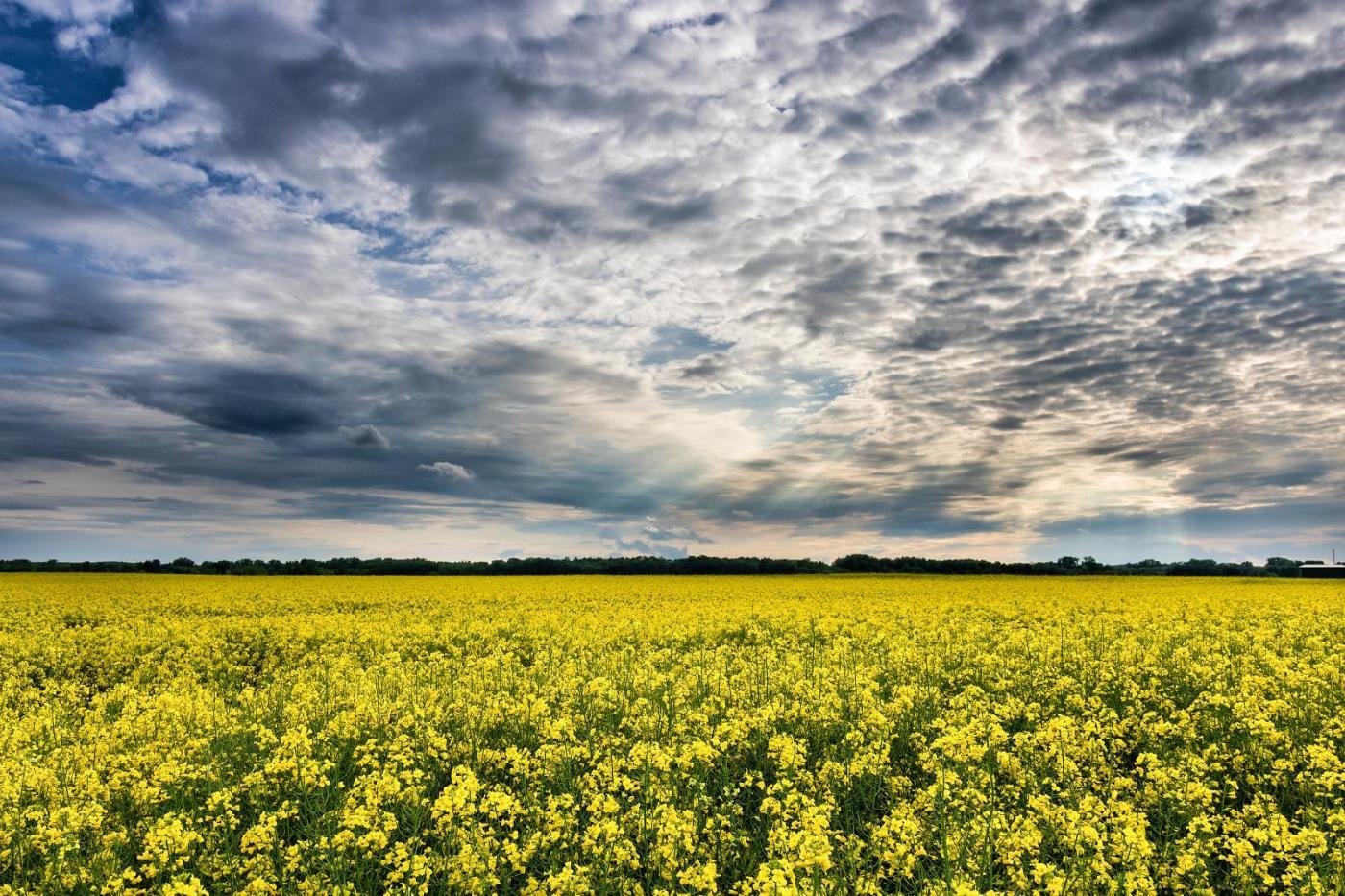 Oilseed. Photo credit: Pexels