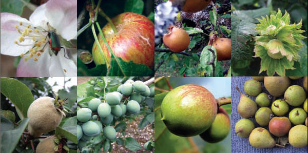 Orchard fruits and wildlife