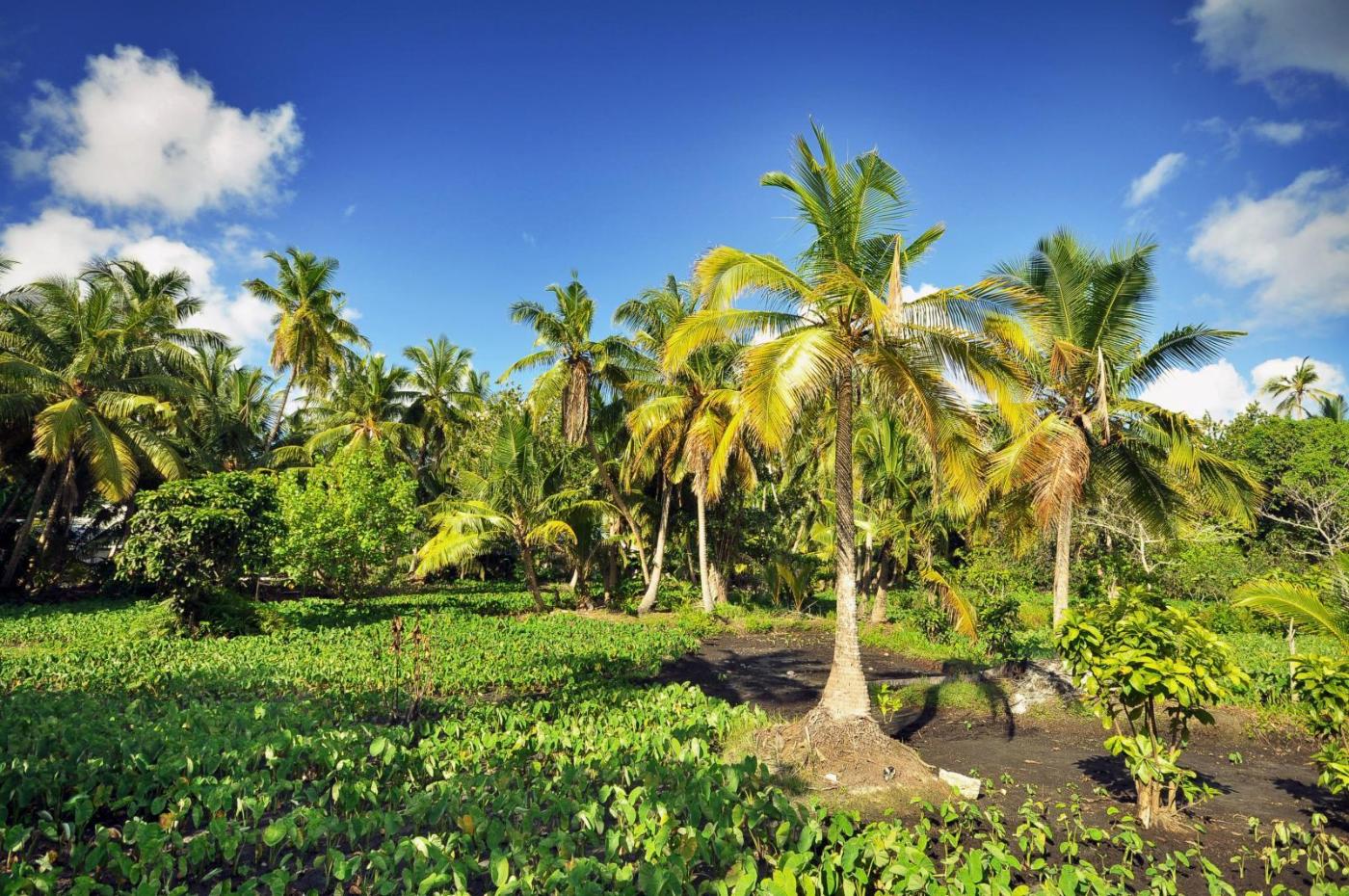 Palm trees. Photo credit: Ibrahim Asad pexels.com