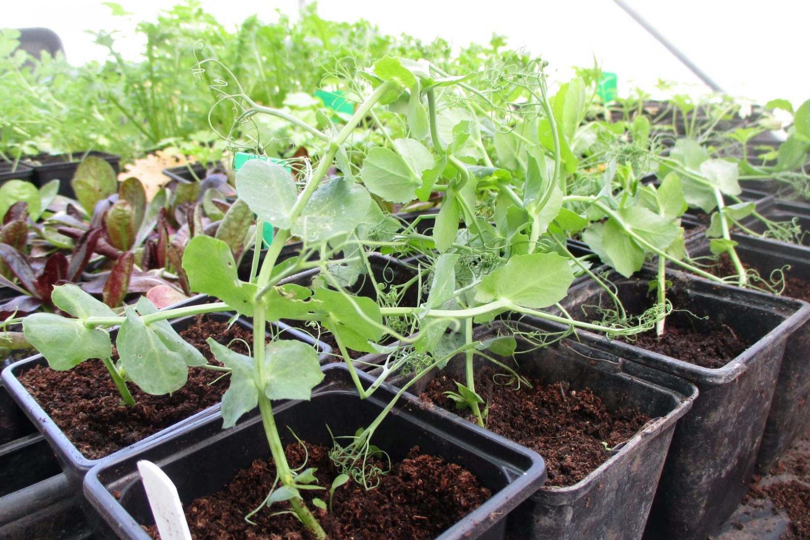 Growing peas indoors. Photo: Carolyn Wilson