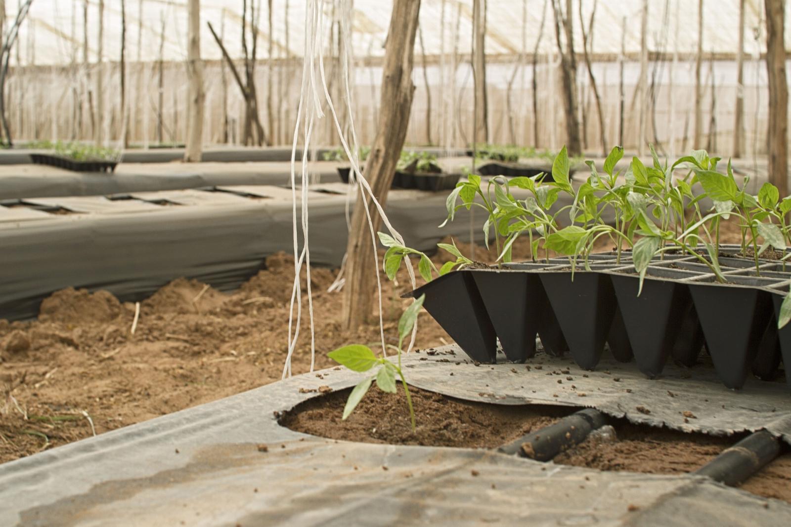 Planting into plastic mulch. Photo credit: Pixabay