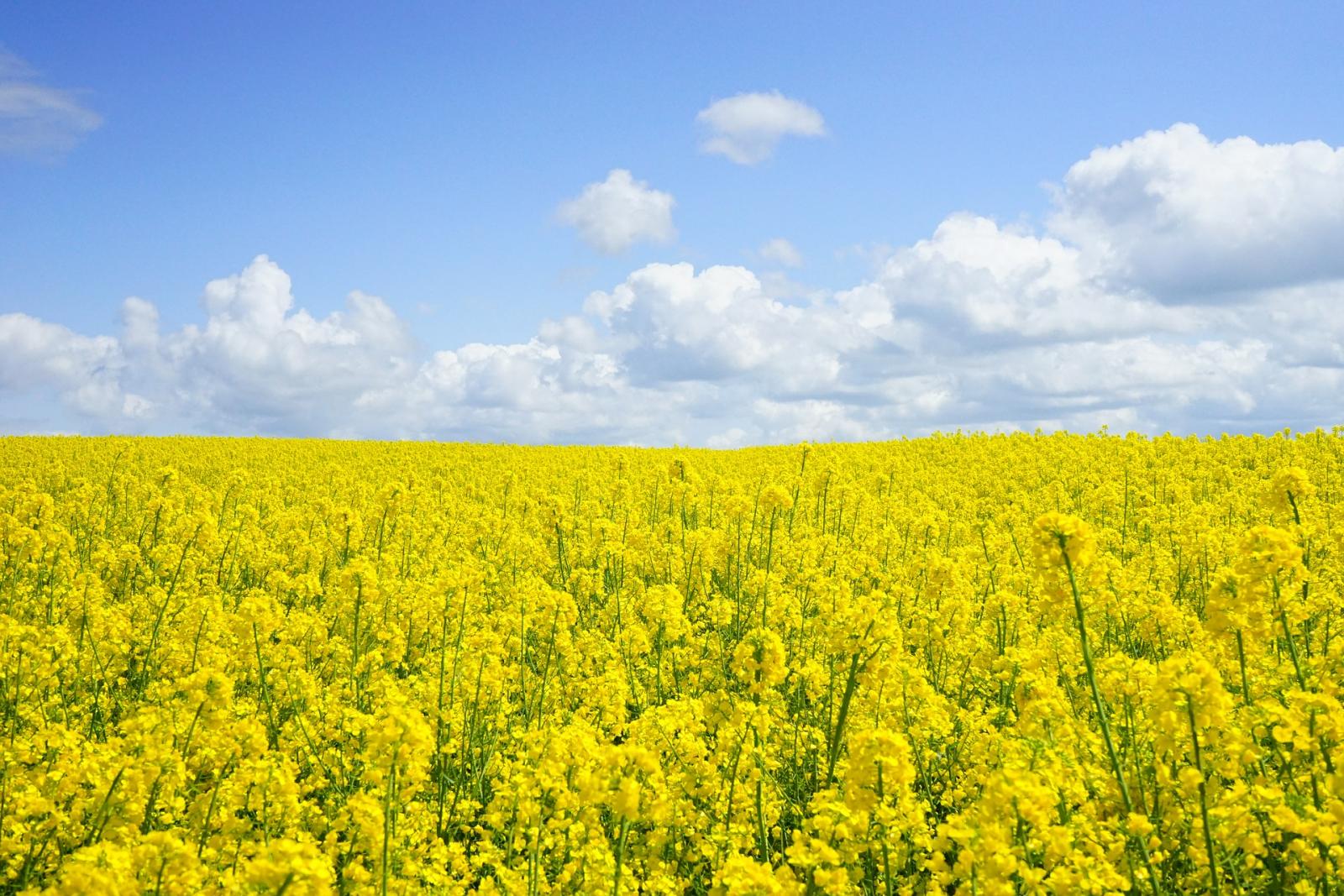 Field of rapeseed. Photo credit: Pixabay