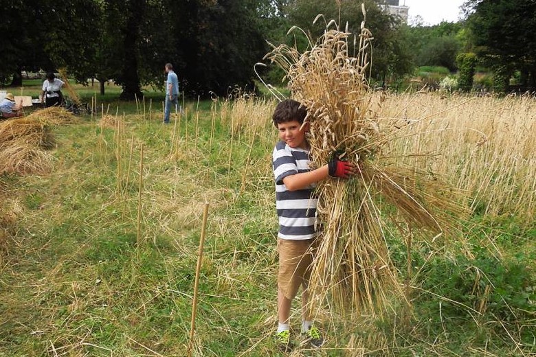 Wheat harvest 2016 by Andrew Forbes / The Brockwell Bake Association