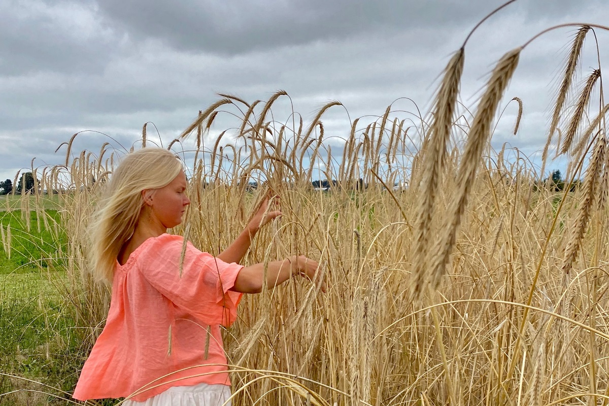 In The Bread Lab's rye field © Laura Valli