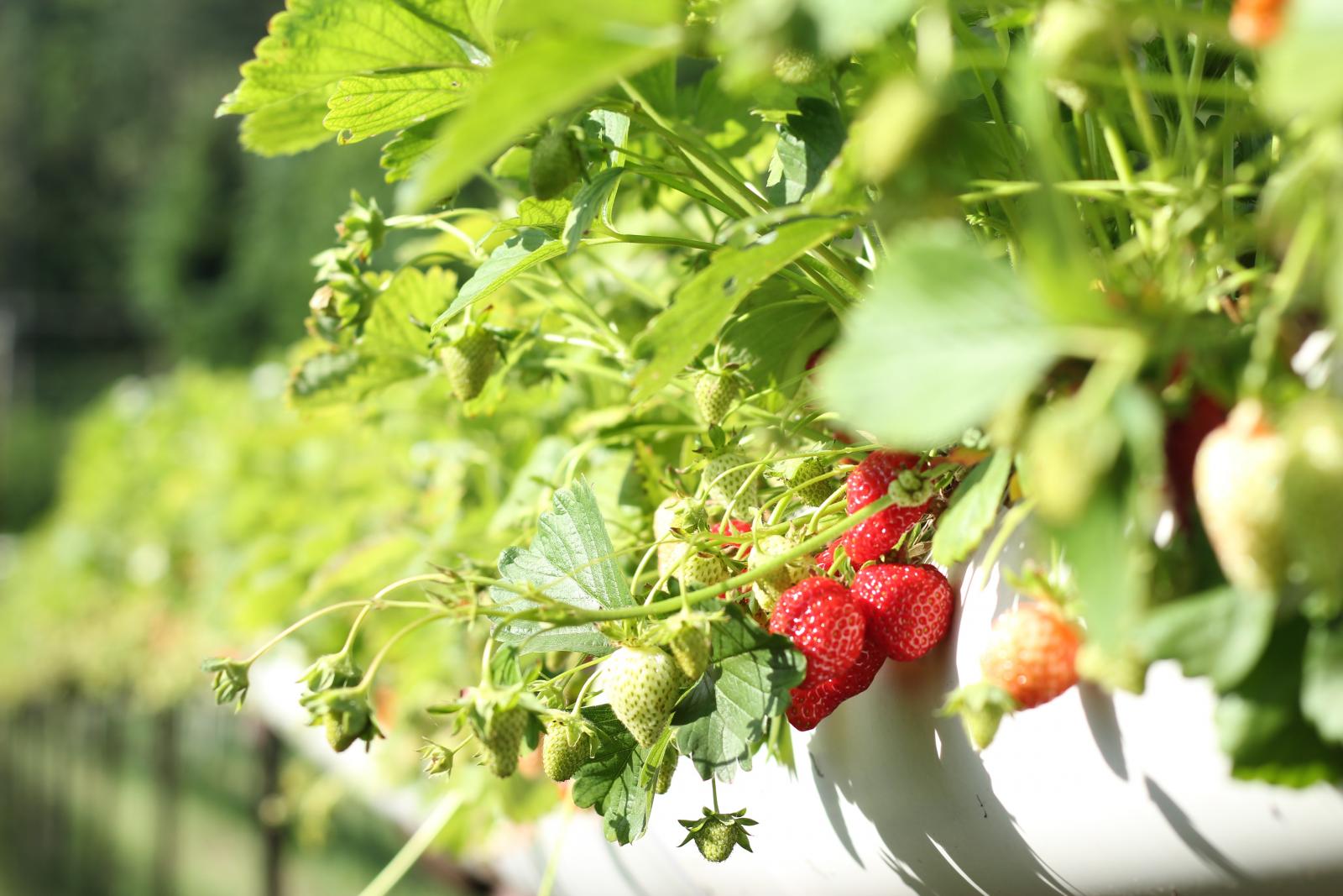 Strawberries. Photo credit: Pexels