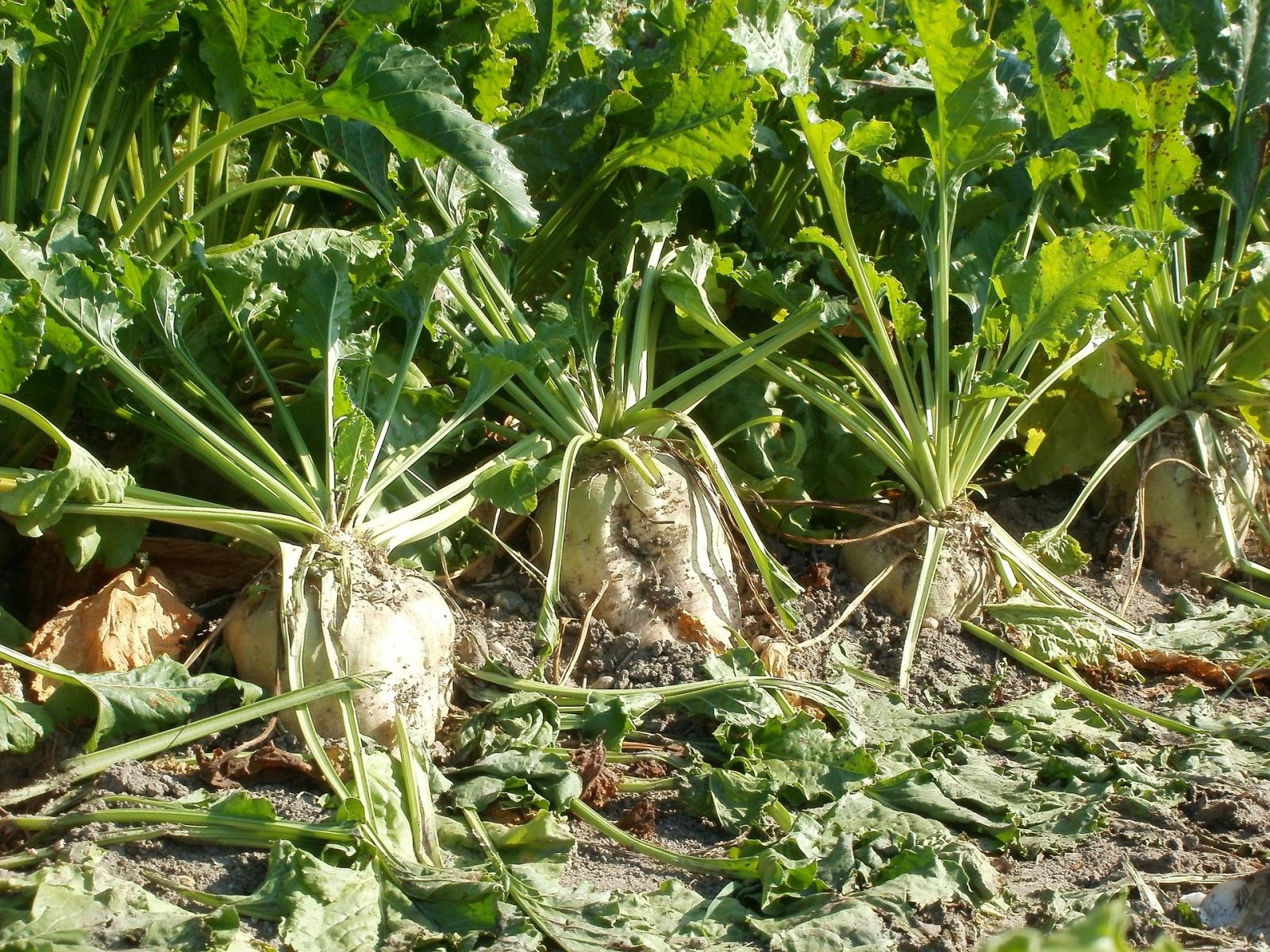 Sugar beet. Photo credit: Pixabay