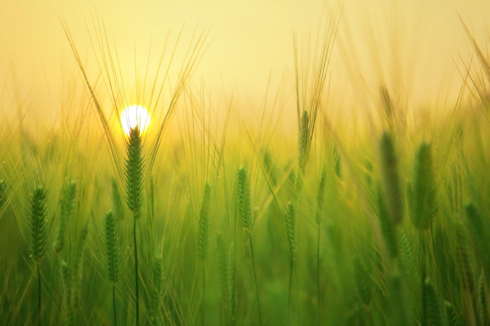 Sunlight over a field of barley. Photo credit: Pexels