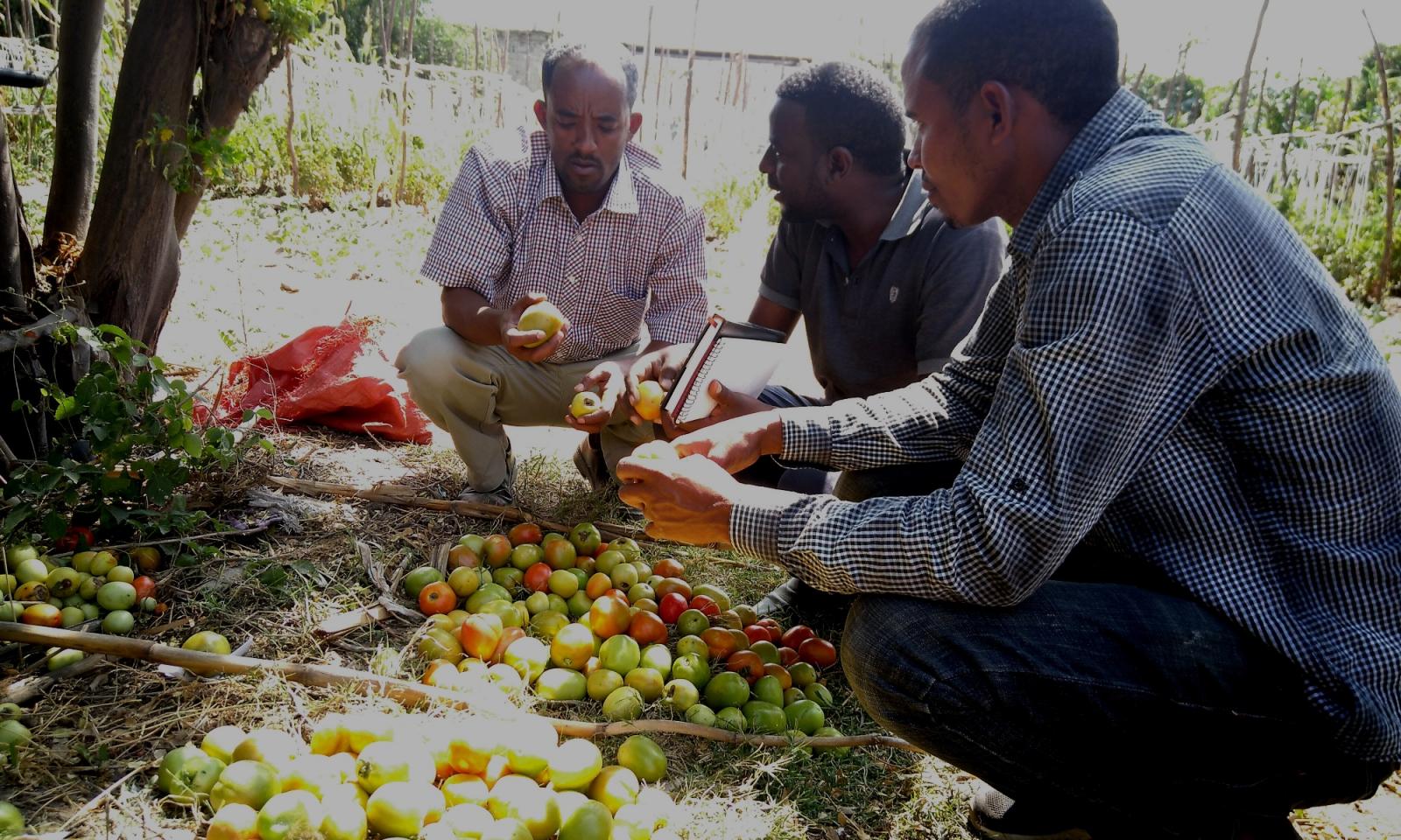 Grading tomatoes from different trials. Photo credit: PAN Ethiopia