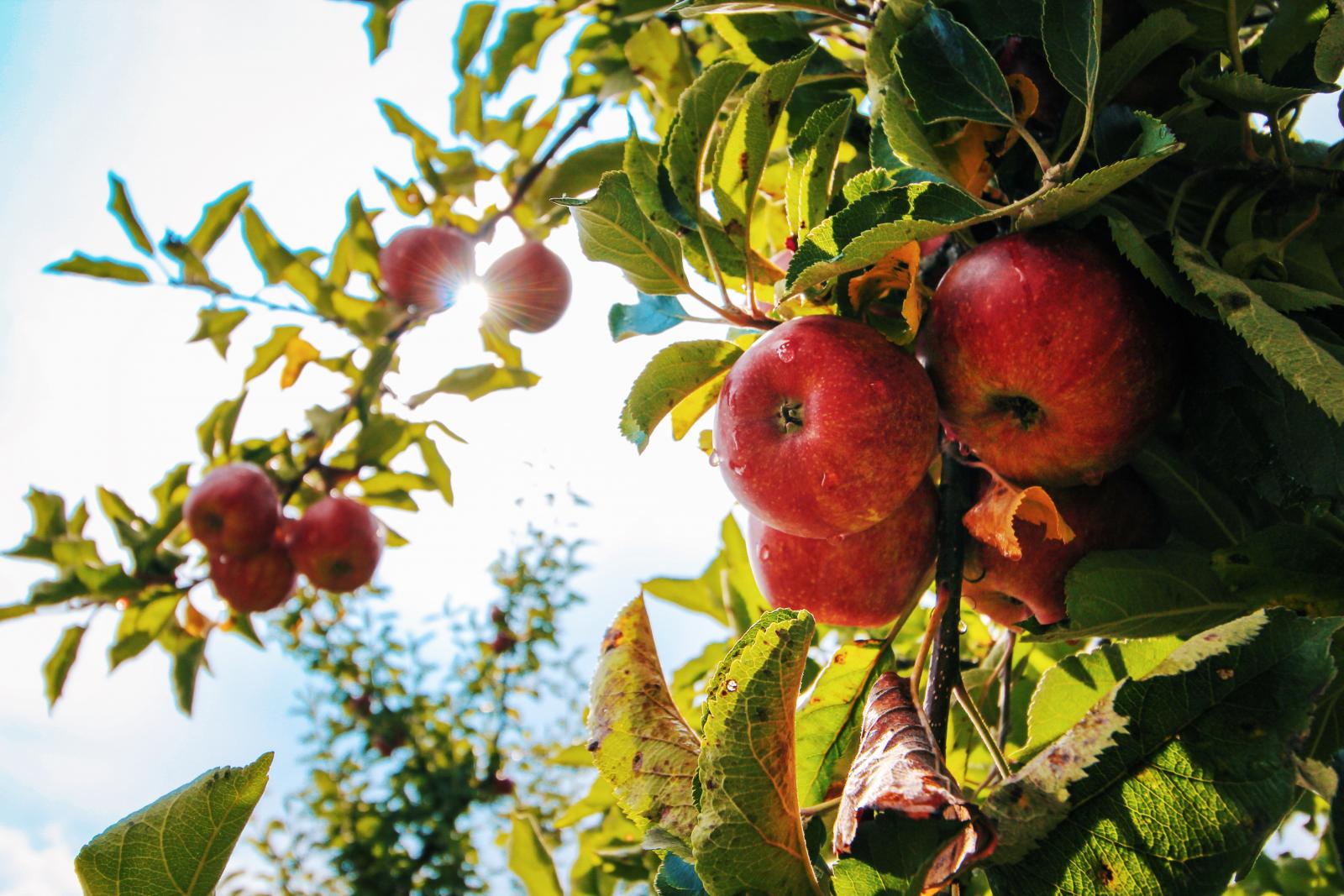 Apple tree. Photo credit: Pexels