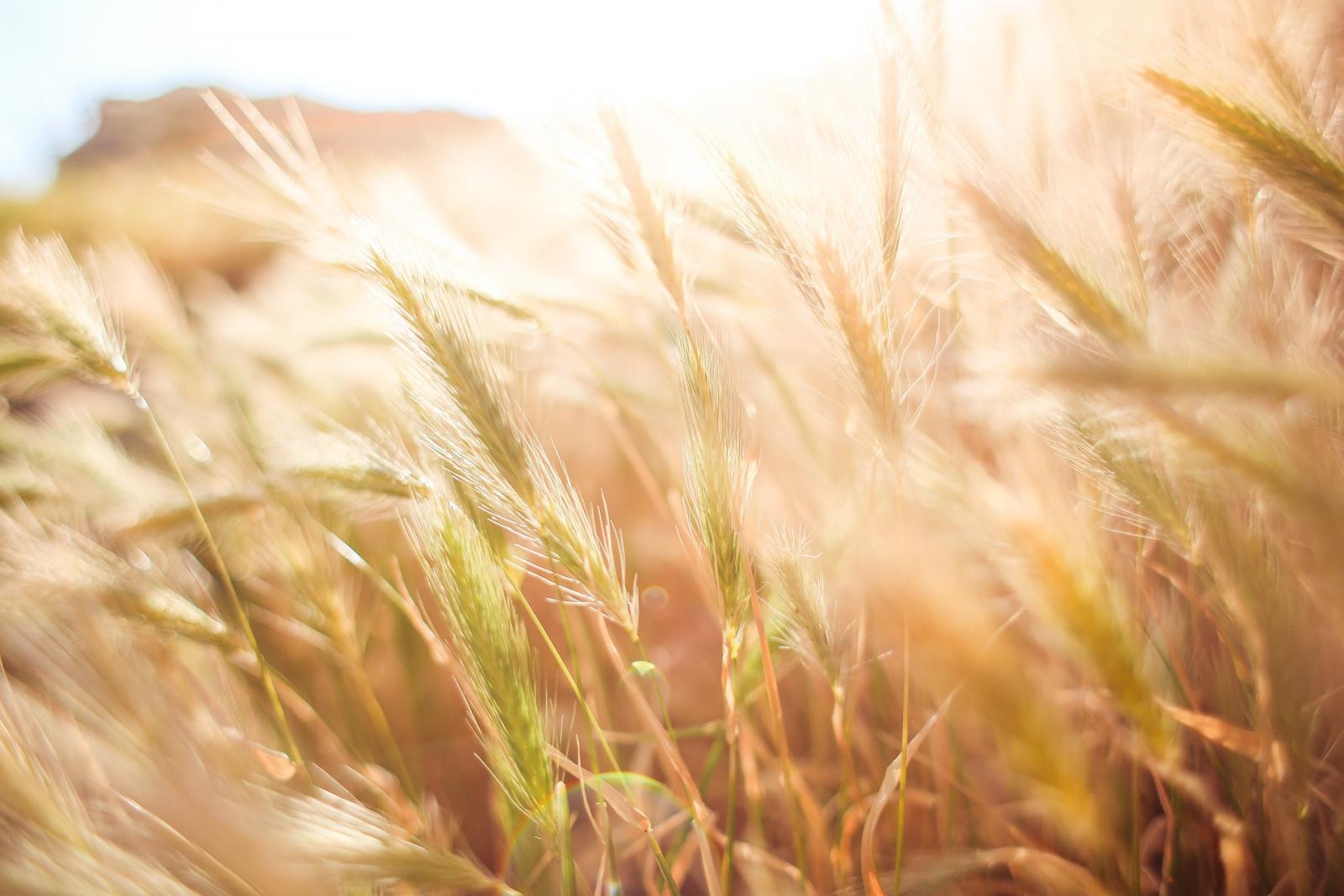 Close up of wheat. Photo credit: Pixabay