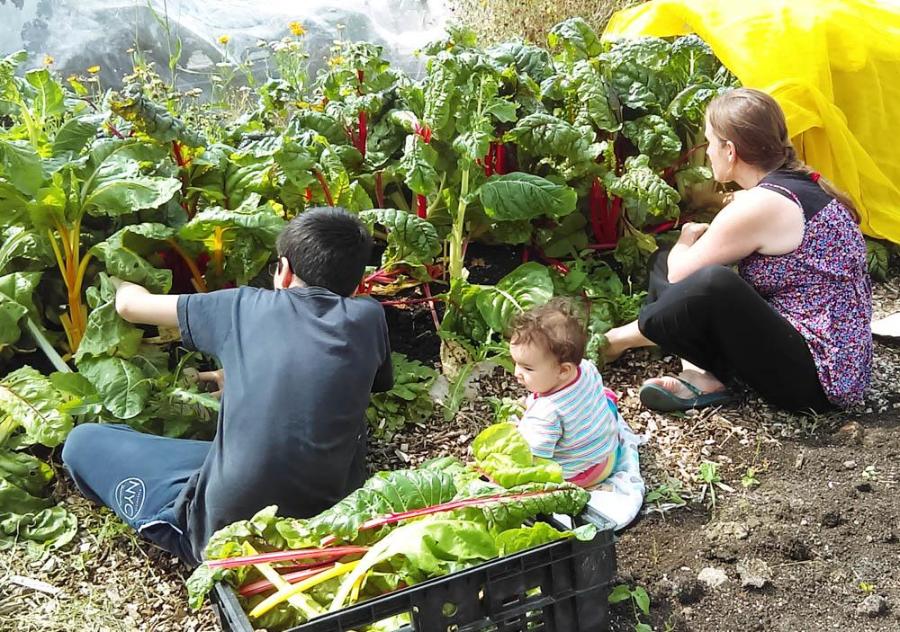 Family picking their vegetables at Constable Community Allotment. Credit: Hull Food Partnership