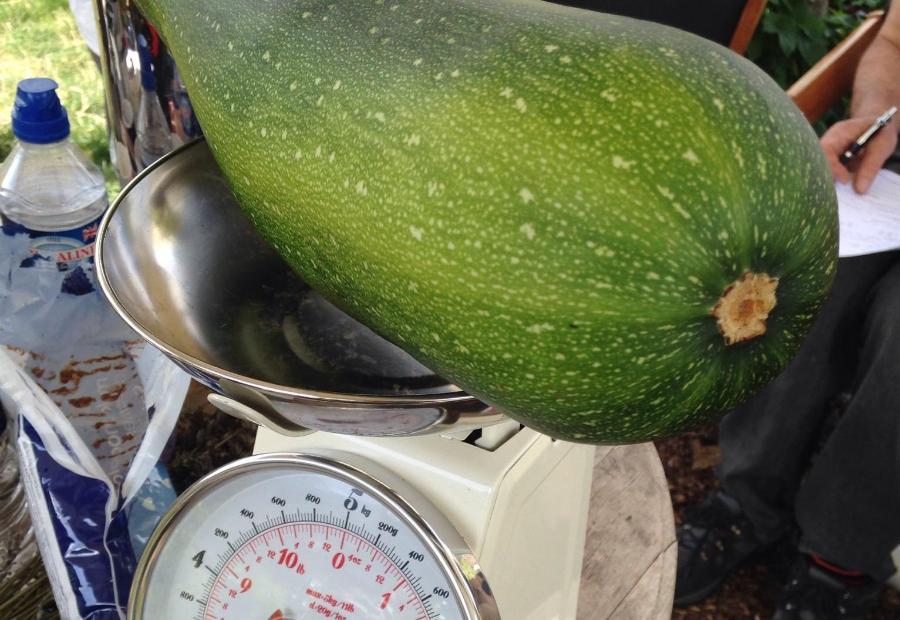 Weighing at Lavender Place Community Gardens. Credit Philippa Nugent