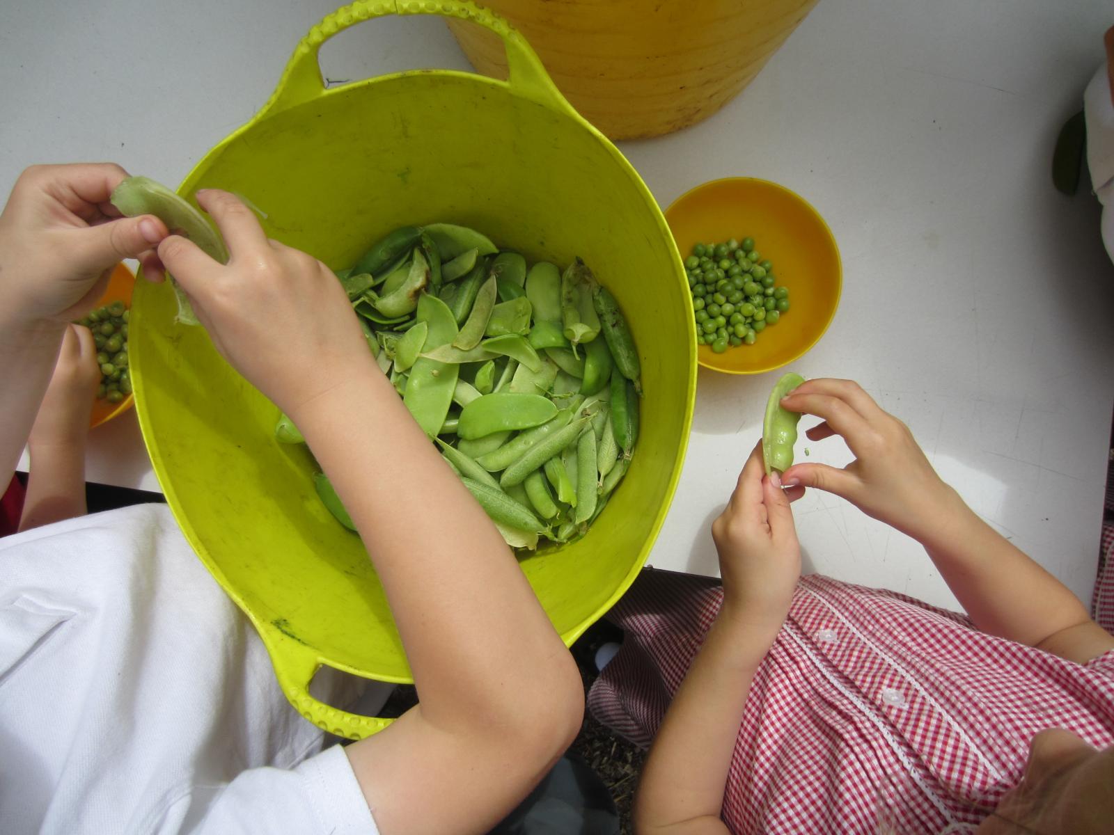 Podding peas at St. Mary's School. Credit: Transition Town Bridport