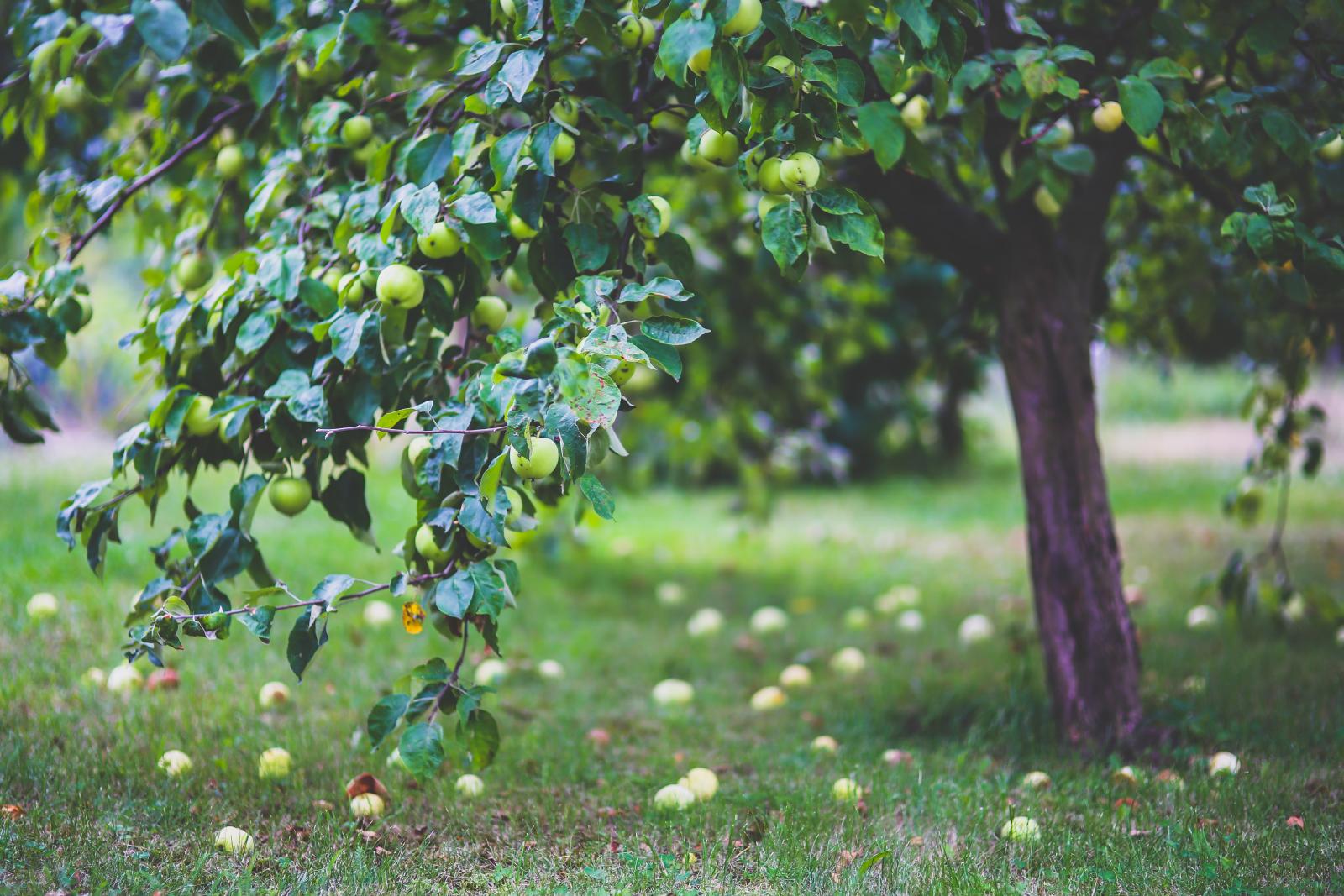 Apple tree. Photo credit: Pexels