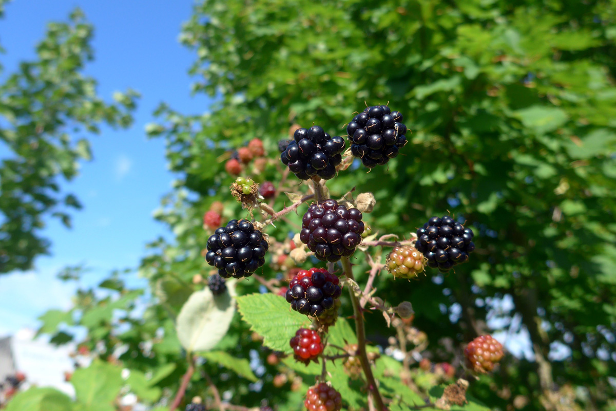 Blackberries by Chris Young