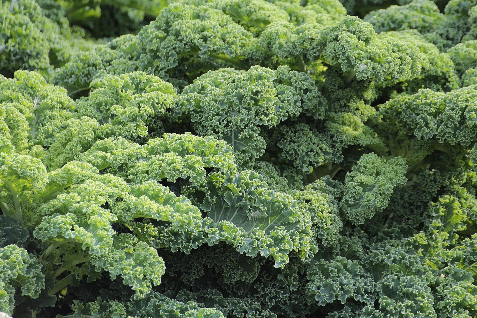 kale Credit: pexels