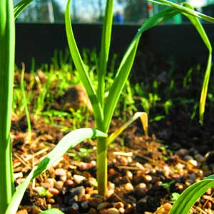 Onion growing