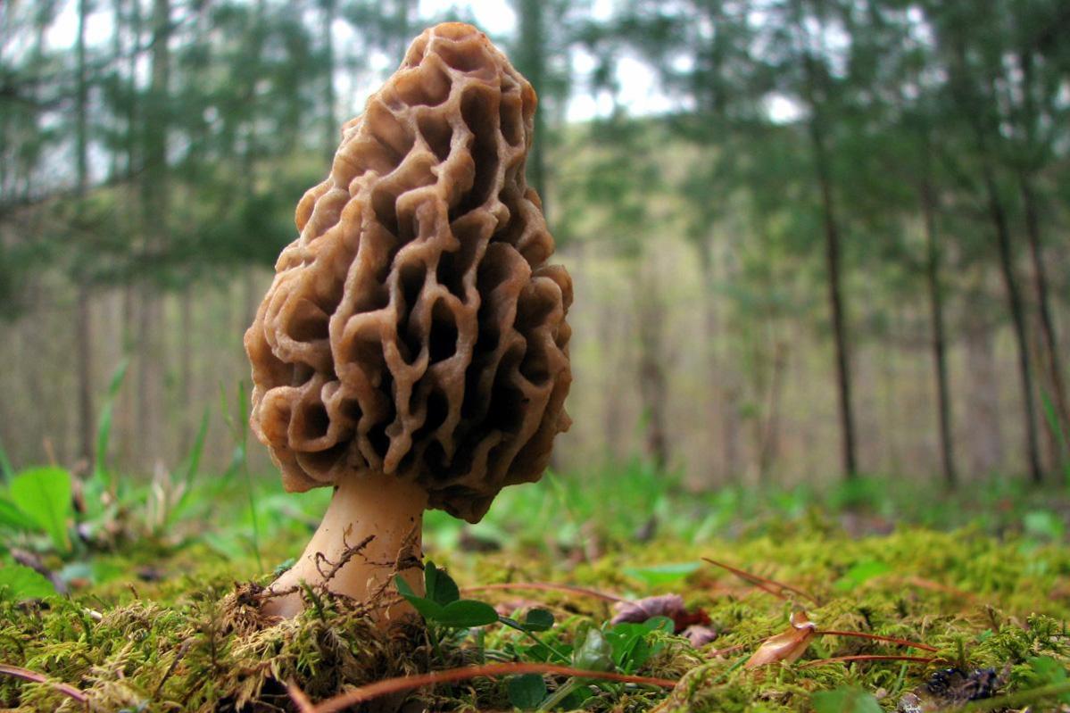 Yellow morrel mushroom by Michael Hodge, CCBY2.0