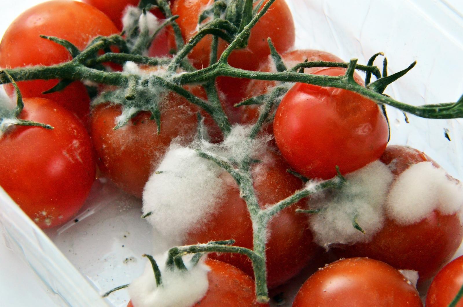 Mouldy tomatoes. Photo credit: Pixabay