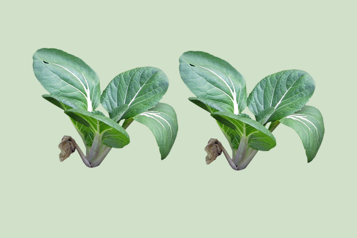 Pak Choi by Capital Growth