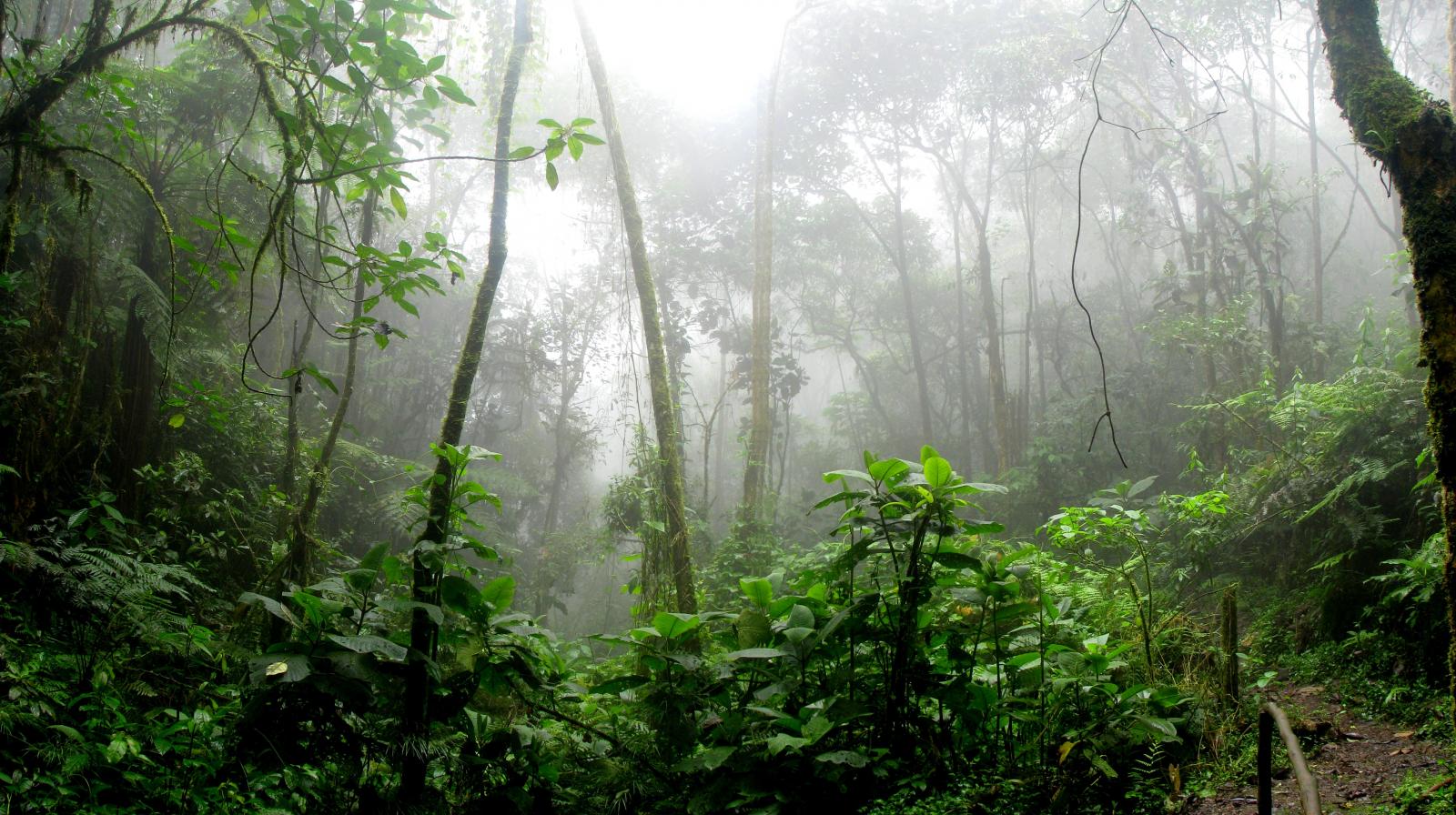 Amazon forest Credit Pexels