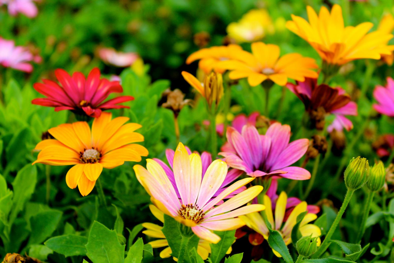 Assorted colour flowers. Photo credit: Pexels