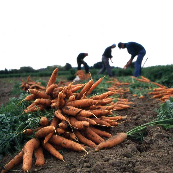 Carrot pickers. Photo credit: Sustain