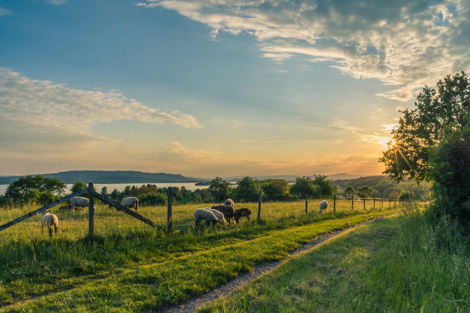 Sheep farming. Photo credit: Pixabay