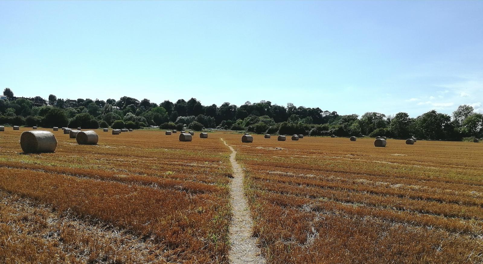 Cropped field, photo credit: Vicki Hird