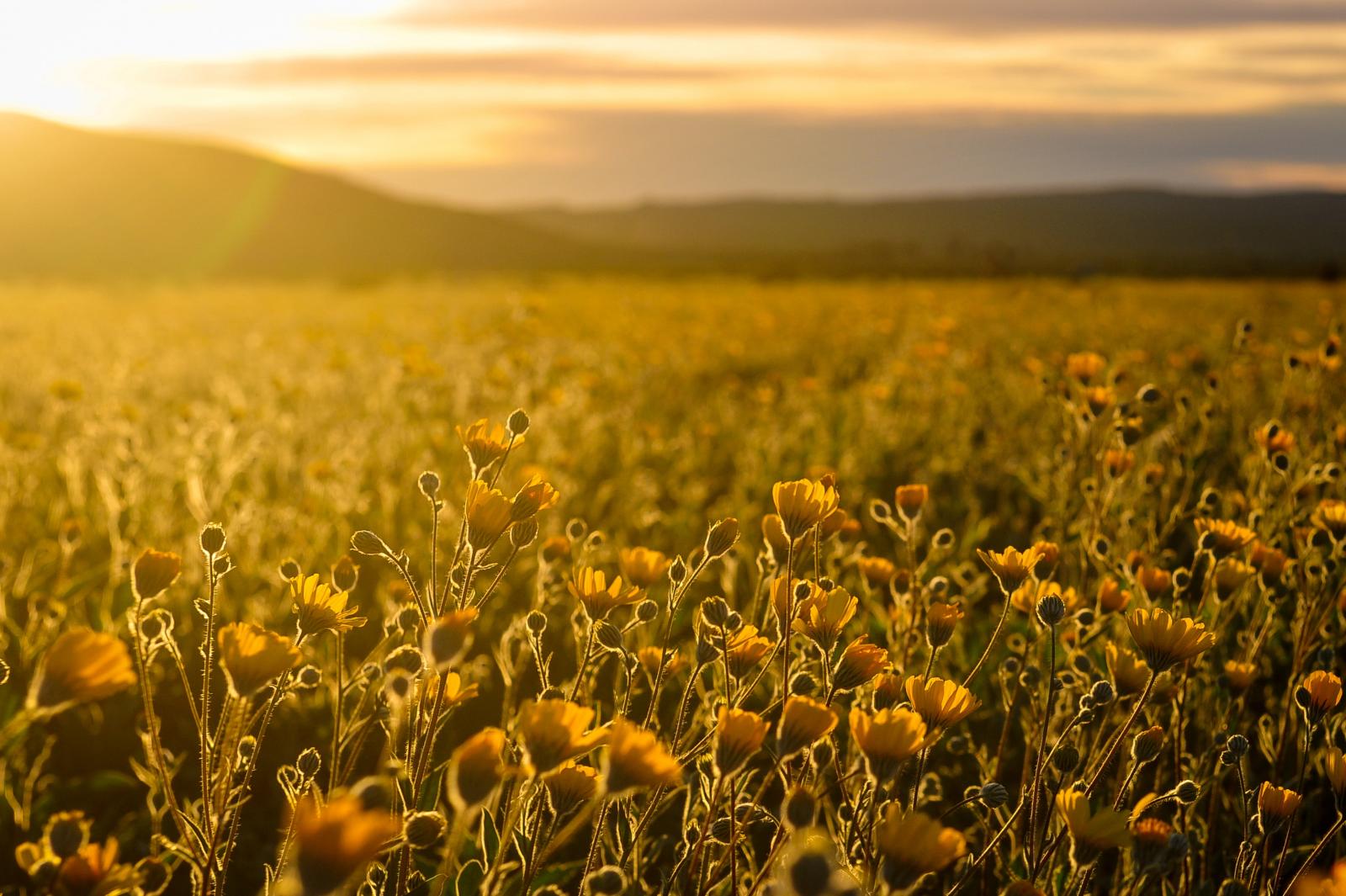 Field of flowers. Photo credit: Pexels