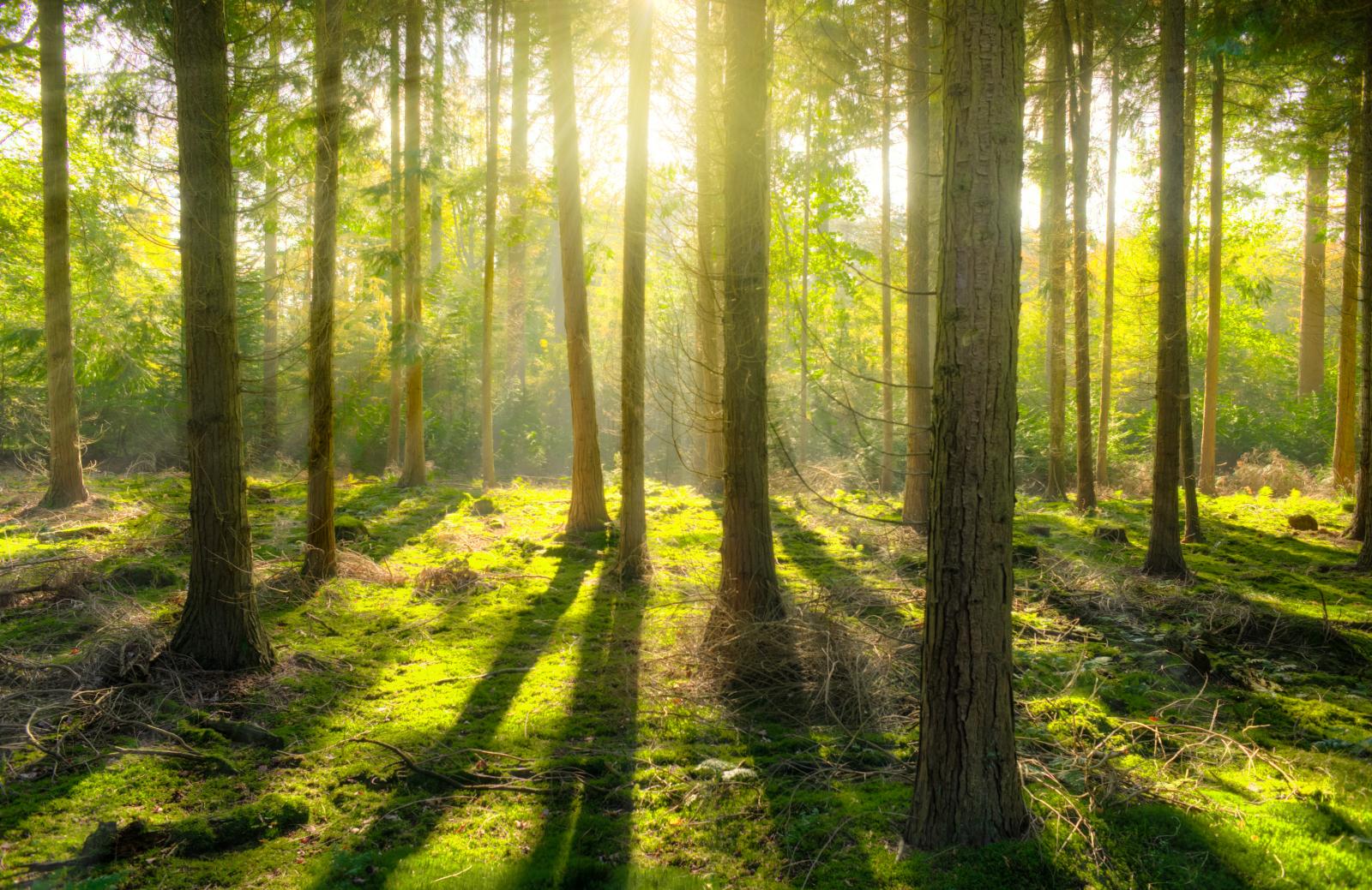 Forest. Photo credit: Pexels