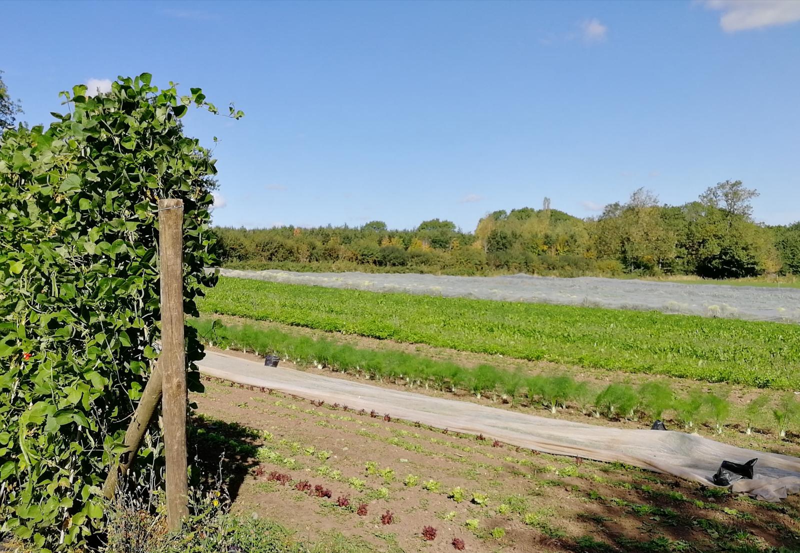 Organic farm. Picture credit: Vicki Hird  