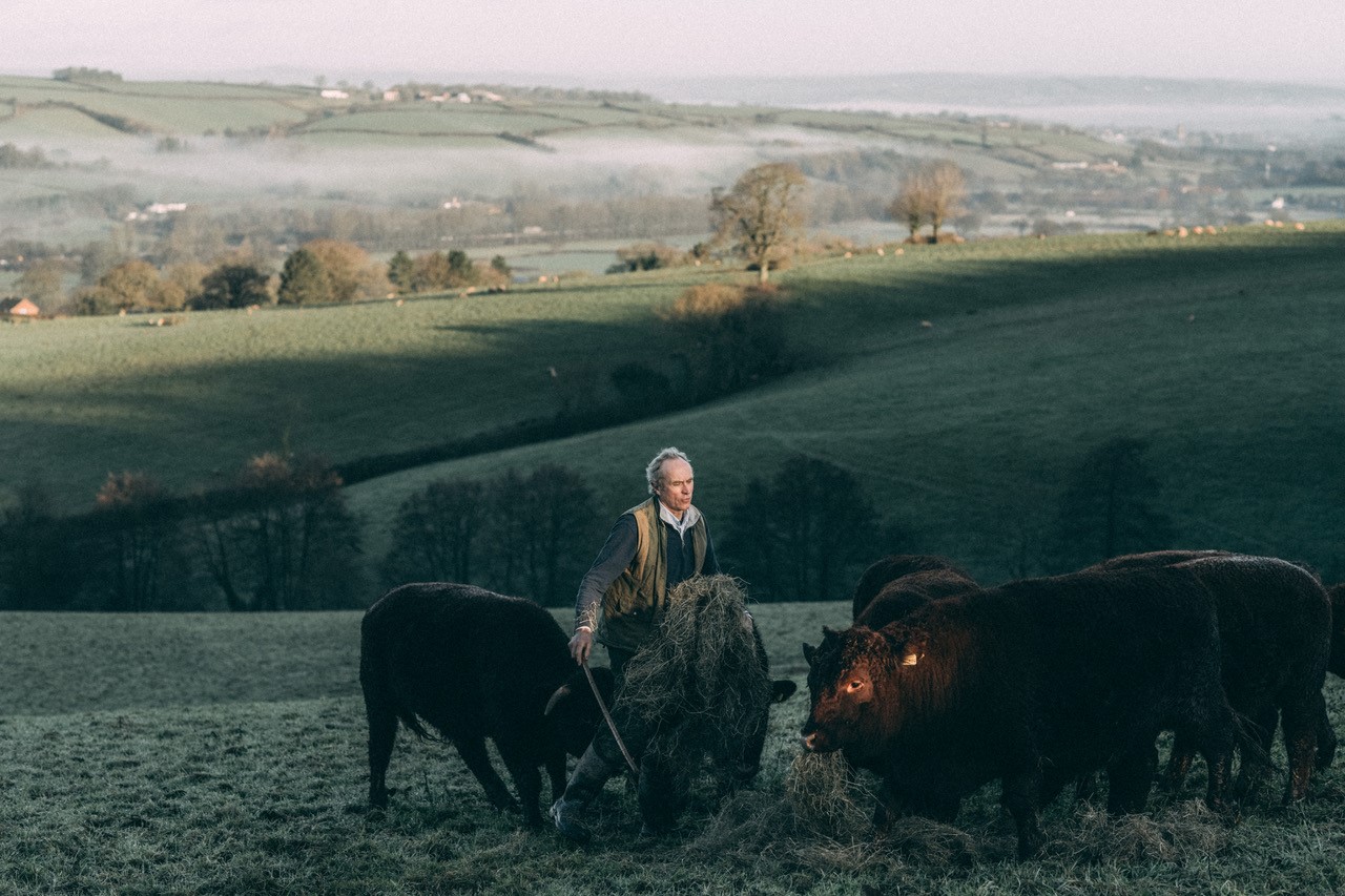 Peter feeding native Red Ruby cattle haylage. Credit: Pipers Farm