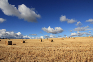 Hay bales. Photo credit: Sustain