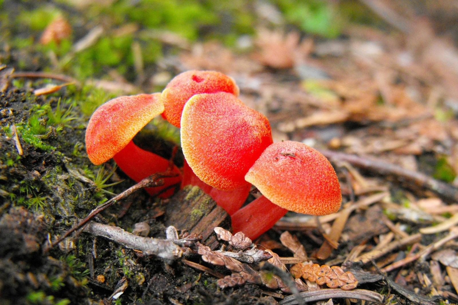 Red wax cap fungi. Photo credit: Pixabay