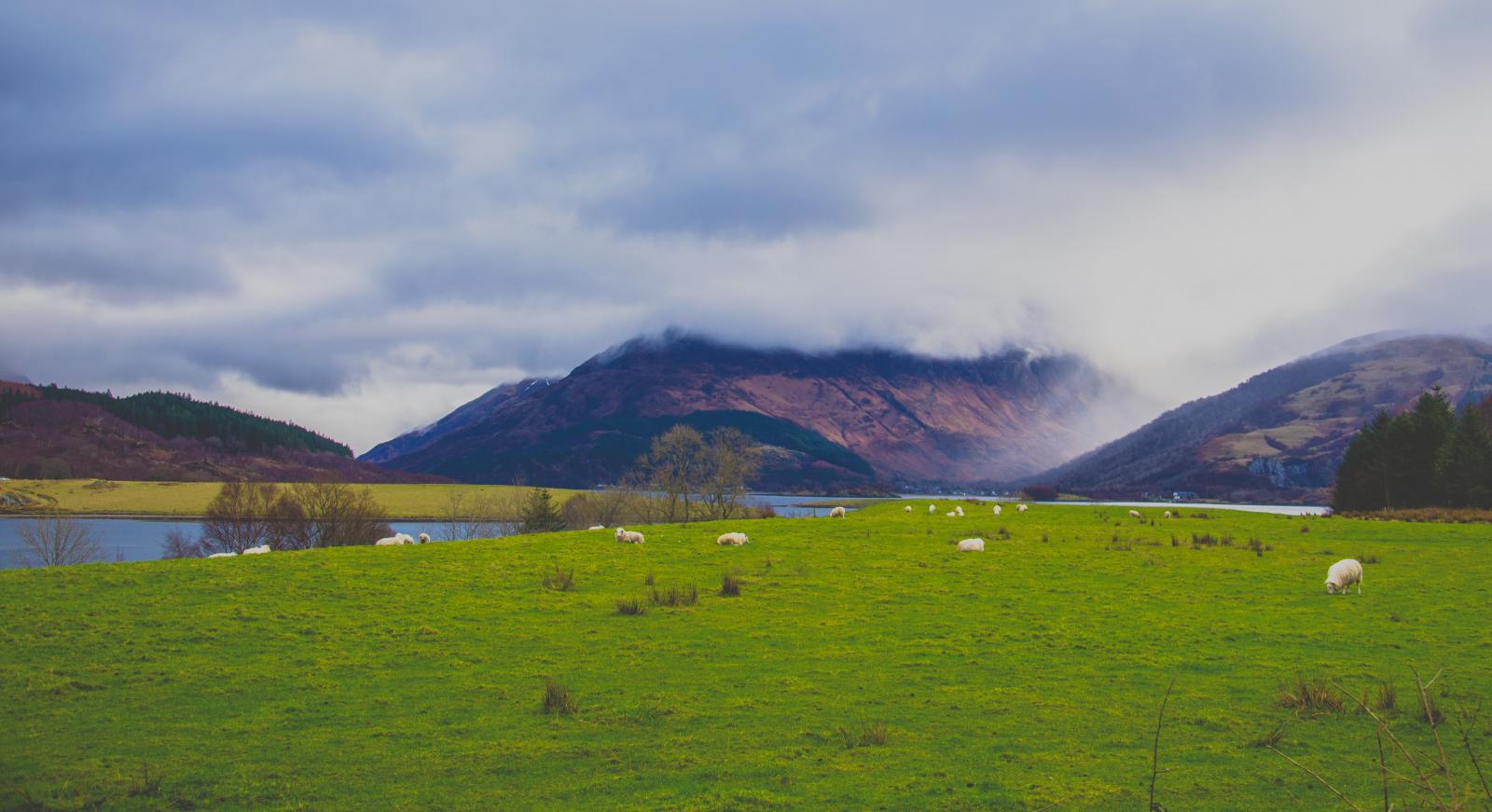 Fields in Scotland. Photo credit: Pexels