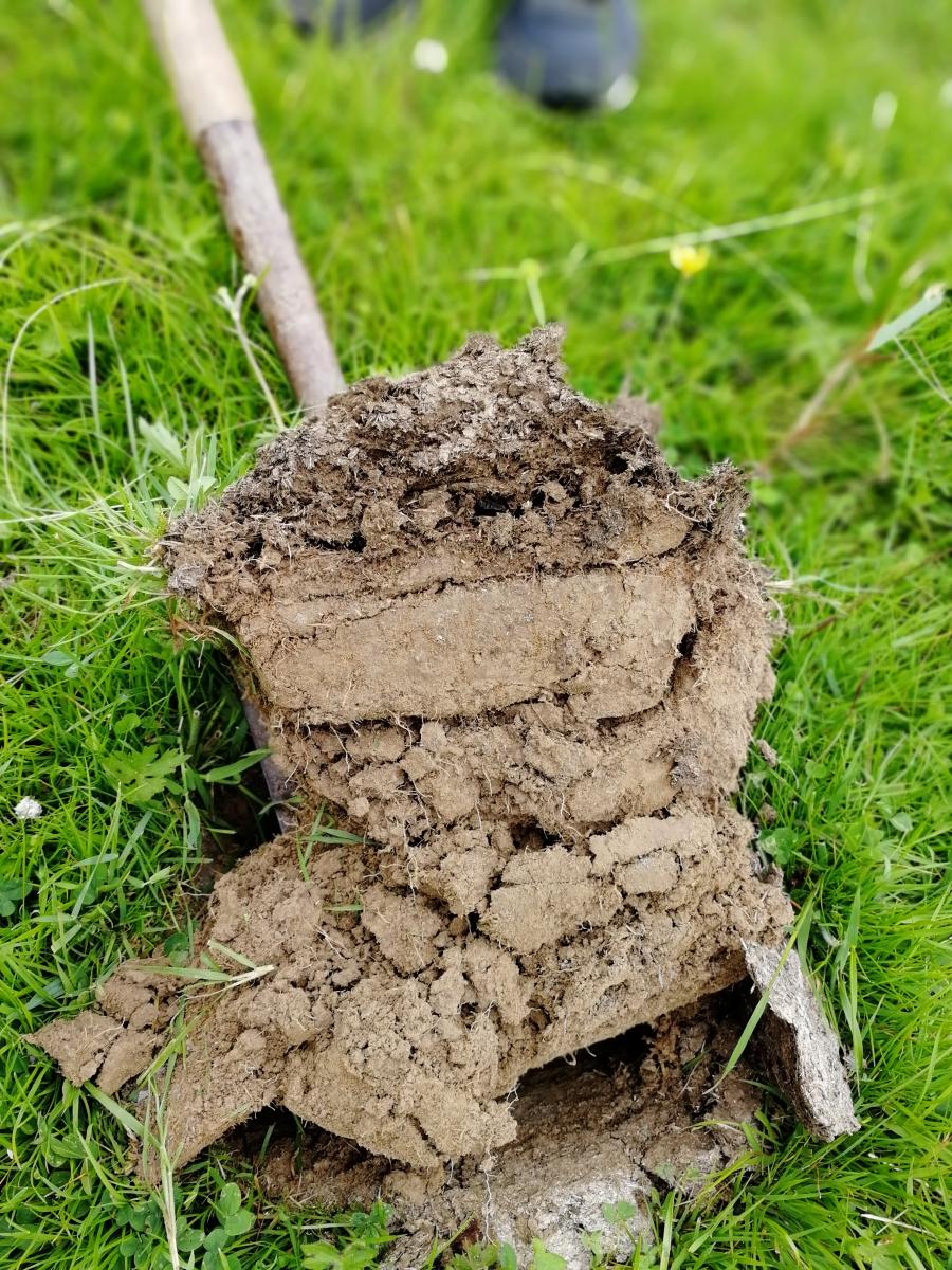 soil sampling on Romshed organic Farm - worms draw the cow pats into the soil. credit vicki hird 