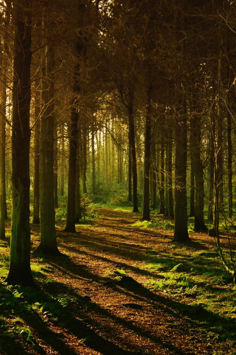 Woodland. Photo credit: Pexels