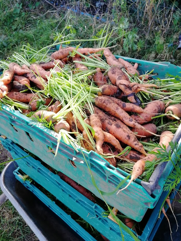 Canalside Community Supported Agriculture. Photo credit: Vicki HIrd