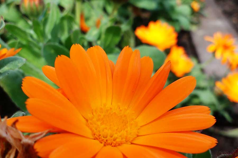 Photo: Calendula flower by julie Smith