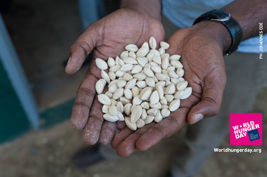 Moringa seeds in Ethiopia. Photo credit: Johannes Odé
