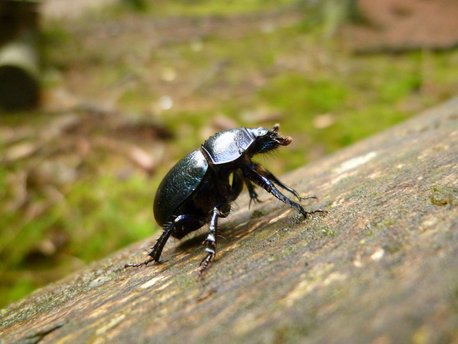 Dung beetle on a tree. Credit: Pixabay.