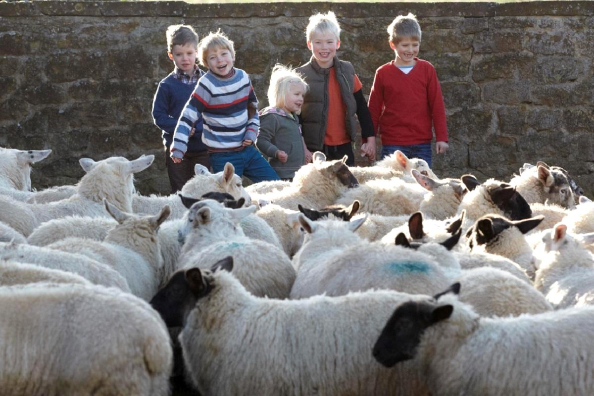 Open Farm Sunday, copyright Zoe Stewart